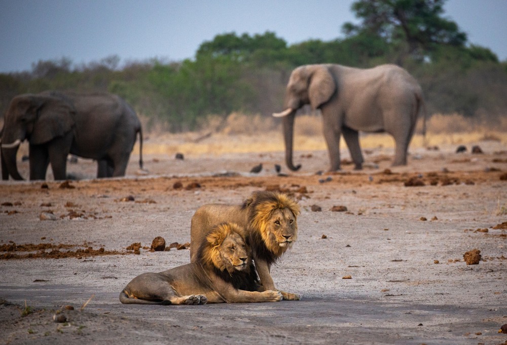 Ganztagespirsch im Central Chobe Nationalpark